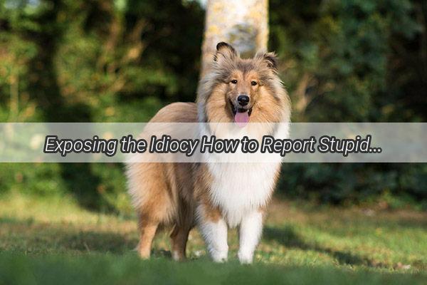 Exposing the Idiocy How to Report Stupid Dogs Effectively